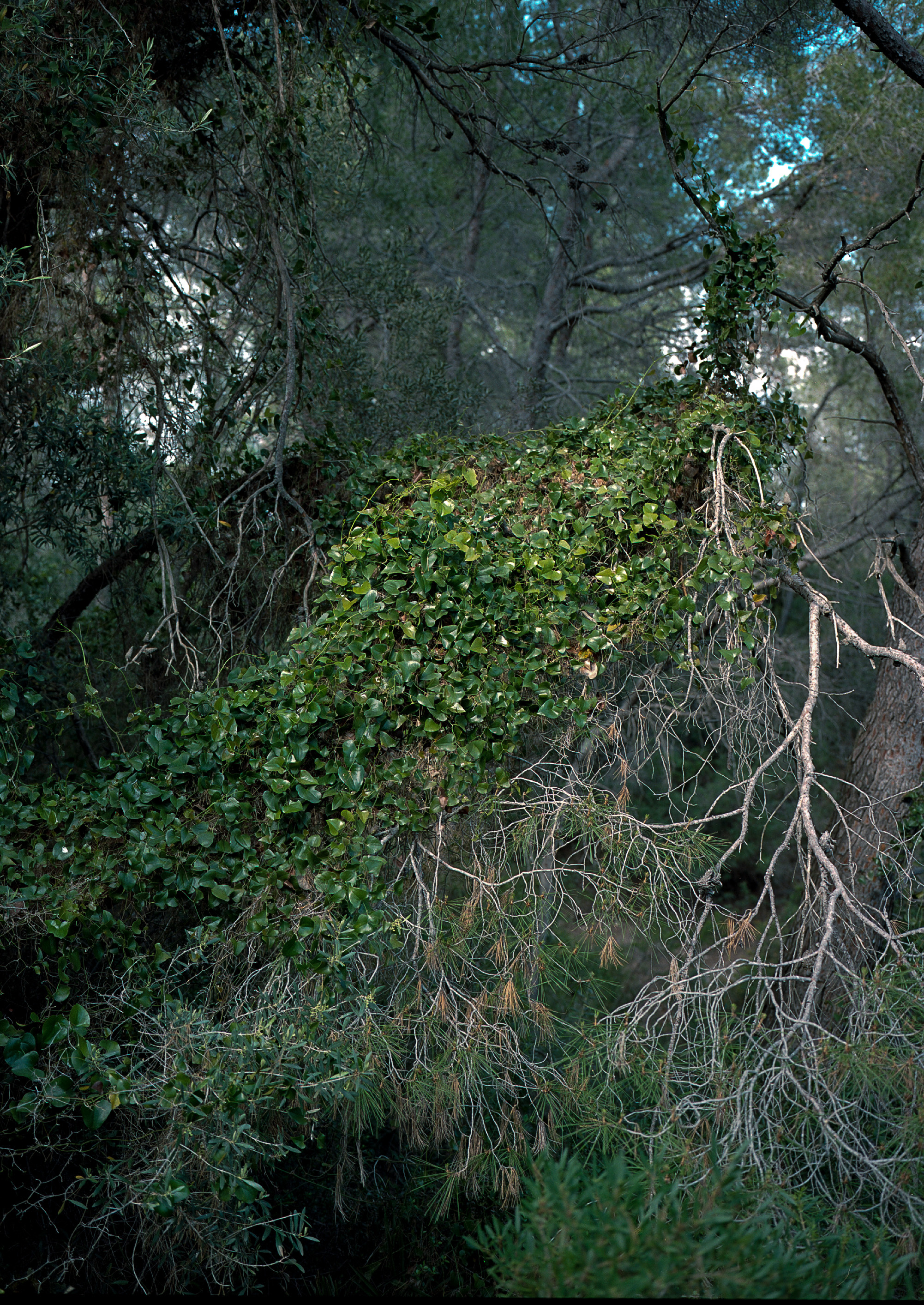 imagen de Gerard Boyer del libro Ser de la cala